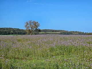 Field with sustainable green manure with blooming phacelia