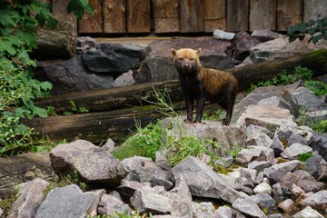 Bush dog (Speothos venaticus) at a zoo