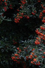 Photo with autumn berries and dark background