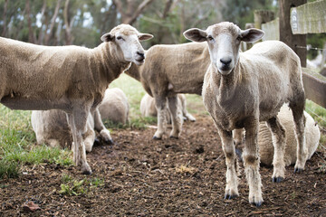 Farm sheeps