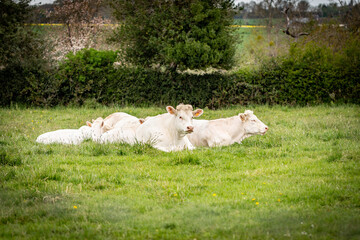 Troupeau de vaches allaitantes, race charolaise, dans un pré en Normandie