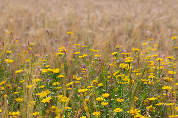 Fleurs messicoles dans un champ de blé. Chrysanthème des moissons