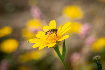 Chrysanthème des moissons. Fleur messicole dans un champ de blé en Normandie. Butiner par une abeille sauvage.