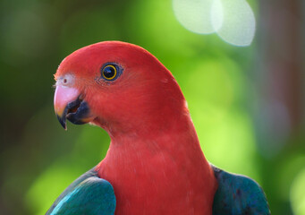 Australian King Parrot closeup portrait background of green trees