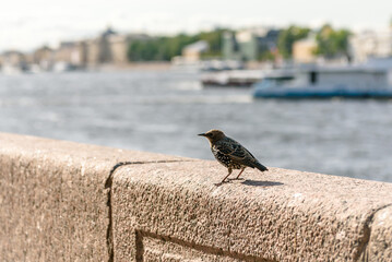 A starling bird in the city on the parapet on the embankment
