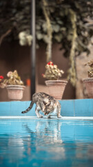bird in the water
