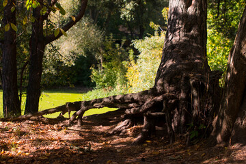 Green swampy overgrown pond in the forest, a large stocky oak tree. Wildlife, big root