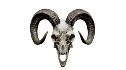 skeleton sheep's skull with horns. Isolated on Transparent background.