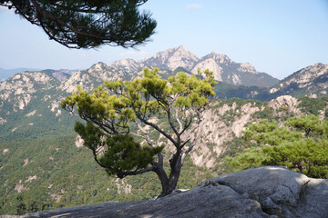 A pine tree on the signature rock of Bukhansan Mountain