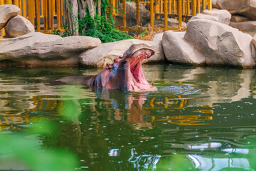 Hippopotamus in safari pool