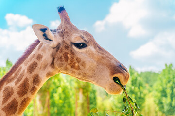 Obraz premium Giraffe eating leaves in safari park