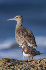ruddy turnstone (Arenaria interpres) in non breeding plumage, standing in front of a Eurasian curlew, with blue ocean background, in Tenerife, Canary islands