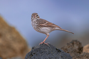 Berthelot's pipit bird, (Anthus berthelotii), standing on a volcanic rock, Tenerife, Canary islands, Spain