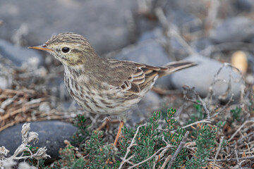 Berthelot's pipit bird, (Anthus berthelotii), standing on vegetation in search of food, Tenerife, Canary islands, Spain