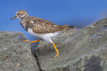 ruddy turnstone, (Arenaria interpres) in non breeding plumage, walking on volcanic rocks with Atlantic ocean background, Tenerife, Canary islands