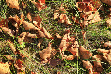 fallen leaves on grass