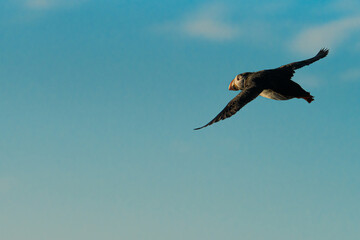 atlantic puffin greenland