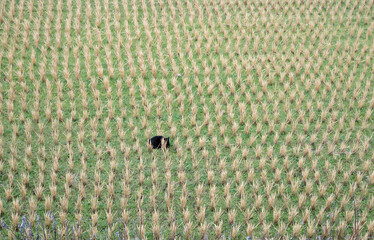 冬の田んぼの中に隠れる黒猫