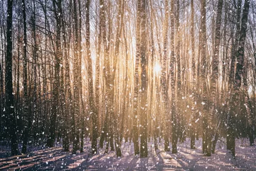 Papier Peint photo Bouleau Sunset or sunrise in a birch grove with a falling snow. Rows of birch trunks with the sun's rays. Snowfall. Vintage camera film aesthetic.