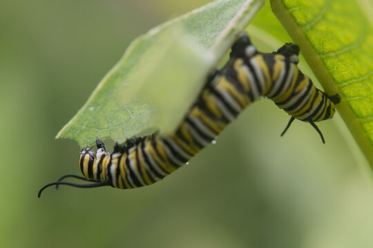 Monarch Butterfly Caterpillar eating a milkweed leaf 