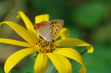 ベニシジミと黄色い花