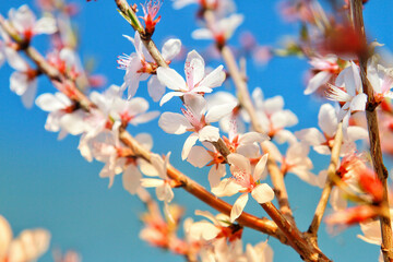 Elegant White Flowers with Delicate Pink Cores