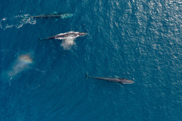 greenland whale whatching aerial drone view  - obrazy, fototapety, plakaty