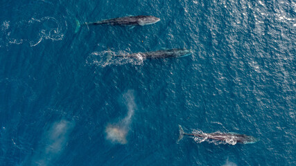 greenland whale whatching aerial drone view 