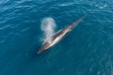 greenland whale whatching aerial drone view  © EnricoPescantini