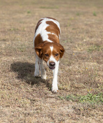 Naklejka na ściany i meble Brittany Epanel Breton portrait of dog in orange and white french posing with tongue hanging out and resting, running, lying in field in summer. Brittany Spaniel French Hunting Pointer. Purebred pet
