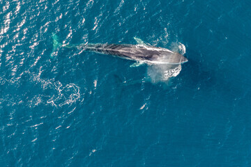 greenland whale whatching aerial drone view  © EnricoPescantini