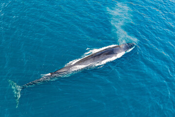 greenland whale whatching aerial drone view 