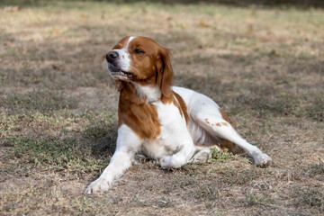 Naklejka na ściany i meble Brittany Epanel Breton portrait of dog in orange and white french posing with tongue hanging out and resting, running, lying in field in summer. Brittany Spaniel French Hunting Pointer. Purebred pet