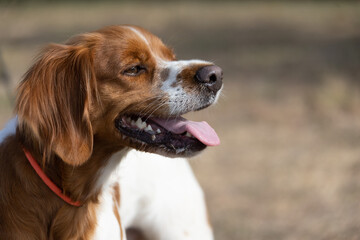 Brittany Epanel Breton portrait of dog in orange and white french posing with tongue hanging out and resting, running, lying in field in summer. Brittany Spaniel French Hunting Pointer. Purebred pet - obrazy, fototapety, plakaty