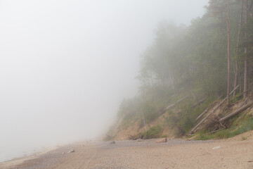 Sandy beach full of morning fog. Steep cliff with pine trees. Baltic sea, Lithuania.