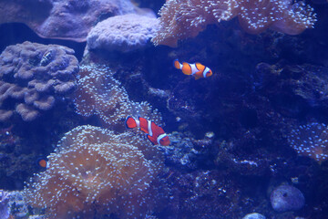 Many nemo fish are swimming.