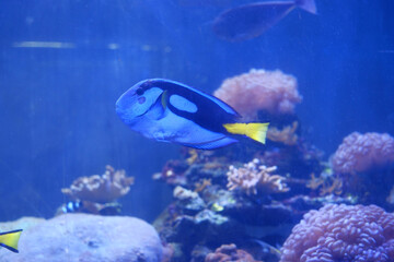 Small fish swimming in the sea with aquatic plants and corals.