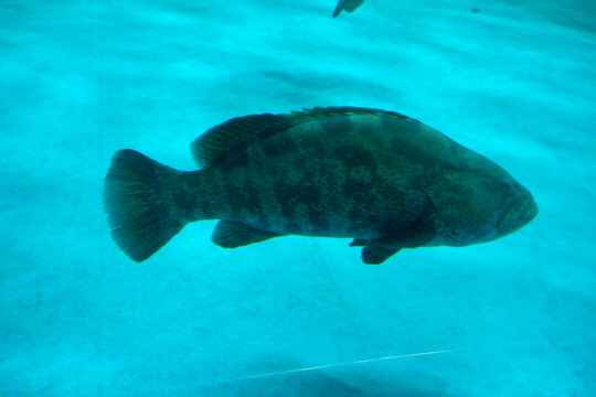 Brown spotted grouper swimming in the deep sea.