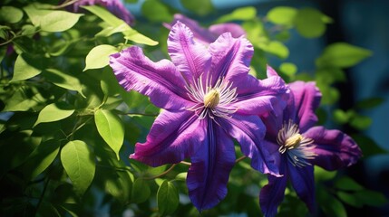 Fototapeta premium Purple clematis flower Japanese garden