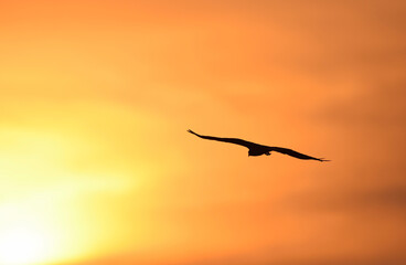 Fototapeta na wymiar blurred evening sky light and gull/ nature background