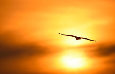 blurred evening sky light and gull/ nature background