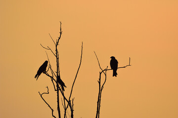 Silhouette bird flying at sunset
