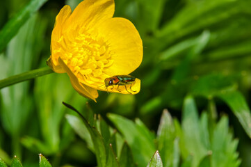 Anthaxia nitidula sitting on a yellow flower