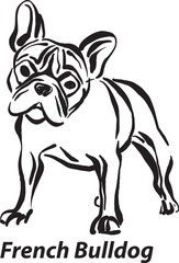 black and white dogs French bulldog breed design line art most popular brush stroke freehand draw vector illustration