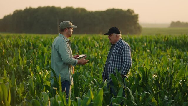 Two Farmers Shaking Hands On Cornfield In Summer , Deal Of Grain Trade And Supply, Agribusiness