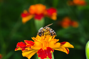 Honey bee collecting pollen on a red flower