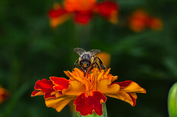Honey bee collecting pollen on a red flower