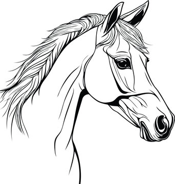Horse head sketch isolated on white background. Vector hand drawn illustration