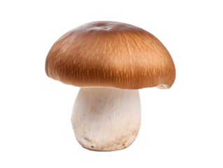 Single champignon mushroom close-up isolated on white