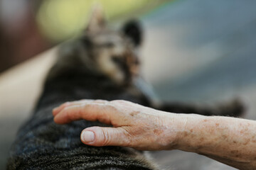 Woman's spotted hand soothes resting park cat